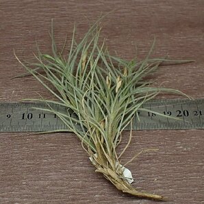 Tillandsia usneoides x T.recurvata form1 チランジア・ウスネオイデスxレクルバータ フォーム1●エアプランツPRの画像2