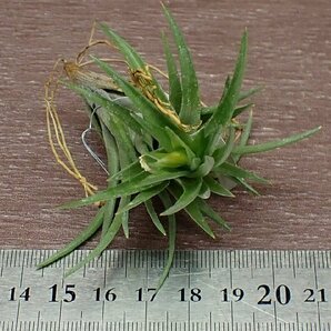 Tillandsia neglecta 'Giant' チランジア・ネグレクタ ジャイアント●エアプランツTIの画像3