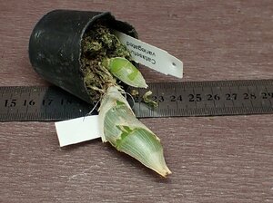 Catasetum pileatum variegated カタセタム・ピレアタム 斑入★ラン苗