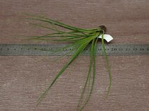 Tillandsia tricolor v.melanocrater チランジア・トリコロール メラノクラテル■エアプランツCO_画像3