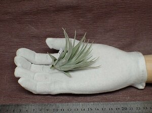 Tillandsia minasgeraisensis チランジア・ミナスジェライセンシス■エアプランツPR