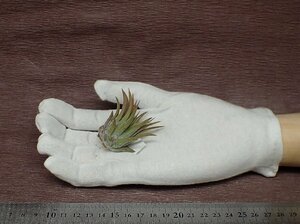 Tillandsia ionantha 'Big Boy' チランジア・イオナンタ ビッグボーイ■エアプランツTI