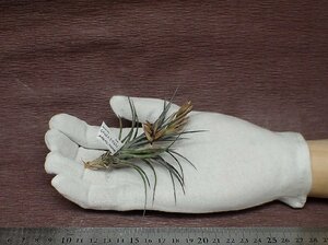 Tillandsia aeranthos 'The Black' チランジア・アエラントス ザブラック■エアプランツTI