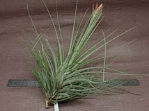 Tillandsia floribunda チランジア・フロリバンダ★エアプランツEP_画像2