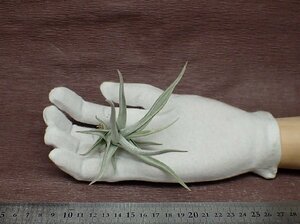 Tillandsia xiphioides Hairy form チランジア・クシフィオイデス ヘアリーフォーム★エアプランツPR