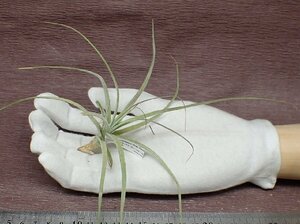 Tillandsia schiedeana Gray form チランジア・シーディアナ グレーフォーム★エアプランツPR