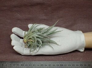 Tillandsia cardenasiichi Ran jia*karute not equipped -* air plant PR