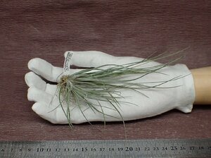 Tillandsia chaetophylla チランジア・カエトフィラ★エアプランツTI