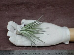 Tillandsia stricta 'Sterling' チランジア・ストリクタ スターリング★エアプランツTI