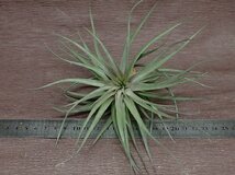 Tillandsia aeranthos 'Purple Leather' チランジア・アエラントス パープルレザー★エアプランツTI_画像3