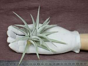 Tillandsia harrisiichi Ran jia* is lisi-* air plant EP