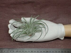 Tillandsia stricta 'Soft Purple'chi Ran jia* -stroke likta soft purple * air plant TI