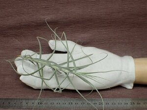 Tillandsia caerulea チランジア・セルーレア★エアプランツDF★第四種送料別途★税別1円～!!