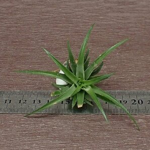 Tillandsia neglecta 'Giant'81 チランジア・ネグレクタ ジャイアント●エアプランツTI★第四種送料別途★税別1円～!!の画像3