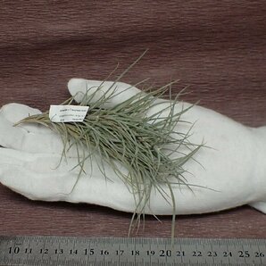 Tillandsia usneoides x T.recurvata form1 チランジア・ウスネオイデスxレクルバータ フォーム1●エアプランツPRの画像1