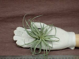 Tillandsia stricta 'Soft Purple' チランジア・ストリクタ ソフトパープル●エアプランツTI