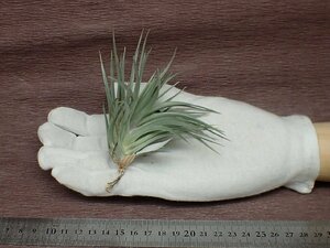 Tillandsia stricta 'Purple Haze' チランジア・ストリクタ パープルヘイズ●エアプランツTI