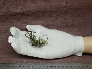 Tillandsia bulbosa 'Mini Brazil' チランジア・ブルボーサ ミニブラジル■エアプランツTI!