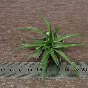 Tillandsia neglecta 'Giant' チランジア・ネグレクタ ジャイアント■エアプランツTI!の画像3