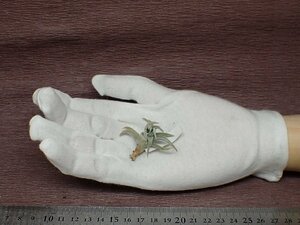 Tillandsia arequitae チランジア・アレキタエ■エアプランツPR!