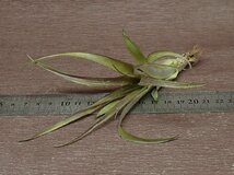 Tillandsia flabellata チランジア・フラベラータ■エアプランツTI!_画像3