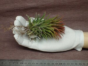 Tillandsia ionantha 'Firecracker' チランジア・イオナンタ ファイヤークラッカー■エアプランツTI!