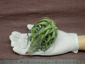 Tillandsia ionantha v.vanhyningii Jumbo form チランジア・イオナンタ バンハイニンギー ジャンボフォーム★エアプランツKK