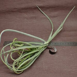 Tillandsia duratii チランジア・ドゥラティ★エアプランツEPの画像2