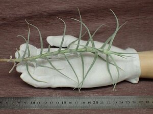 Tillandsia paleacea チランジア・パレアセア★エアプランツJD