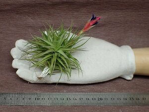 Tillandsia aeranthos Wet effect チランジア・アエラントス ウェットエフェクト★エアプランツPR