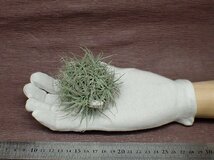 Tillandsia tectorum チランジア・テクトラム★エアプランツPR_画像1