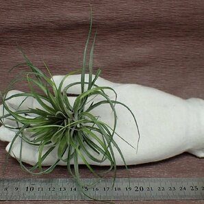 Tillandsia stricta 'Moonglow' チランジア・ストリクタ ムーングロウ★エアプランツTIの画像1