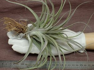 Tillandsia correalei チランジア・コレアレイ★エアプランツTI