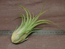 Tillandsia seleriana x T.velutina チランジア・セレリアナxベルティナ★エアプランツTI_画像2