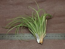 Tillandsia stricta 'Cousin It' チランジア・ストリクタ カズンイット★エアプランツTI_画像2