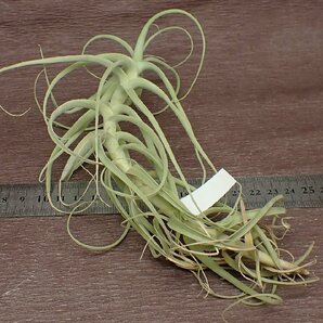 Tillandsia paleacea Hybrid Green form チランジア・パレアセア ハイブリッド グリーンフォーム★エアプランツPRの画像2