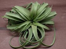 Tillandsia 'Eric Knobloch' チランジア エリックノブロック★エアプランツKK_画像3