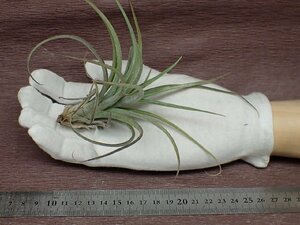 Tillandsia 'Aleta' チランジア アレタ★エアプランツJD