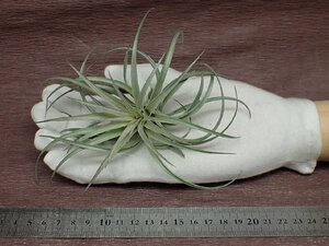 Tillandsia stricta 'Soft Purple' チランジア・ストリクタ ソフトパープル★エアプランツTI