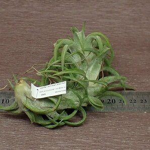 Tillandsia ionantha v.vanhyningii Jumbo form チランジア・イオナンタ バンハイニンギー ジャンボフォーム■エアプランツKKの画像2