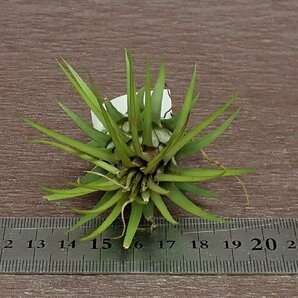 Tillandsia ionantha 'Rosita Giant Clone' チランジア・イオナンタ ロシータジャイアントクローン■エアプランツTIの画像3