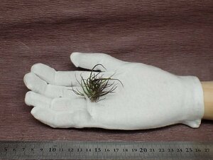 Tillandsia bulbosa 'Mini Brazil' チランジア・ブルボーサ ミニブラジル■エアプランツTI