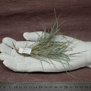 Tillandsia usneoides x T.recurvata form1 チランジア・ウスネオイデスxレクルバータ フォーム1●エアプランツPRの画像1