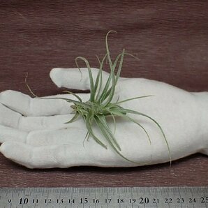 Tillandsia straminea 'Bush'34 チランジア・ストラミネア ブッシュ●エアプランツTIの画像1