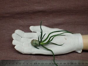 Tillandsia bulbosa Giant チランジア・ブルボーサ ジャイアント●エアプランツKK