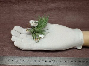 Tillandsia neglecta 'Giant' チランジア・ネグレクタ ジャイアント●エアプランツTI