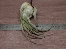 Tillandsia seleriana チランジア・セレリアナ●●エアプランツEP_画像3