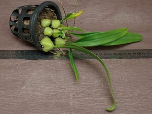 Bulbophyllum lindleyanum bar bo filler m* Lynn doreyanam* Ran seedling 