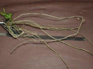 Dendrobium aphyllumtendorobium*a film * Ran seedling 
