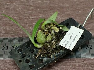 Bulbophyllum khaoyaiense バルボフィラム・カオヤイエンセ★ラン苗